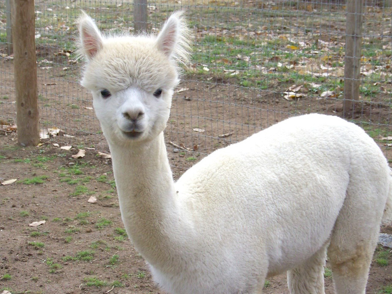 Сонник Лама Животное во сне видеть к чему приснилось?