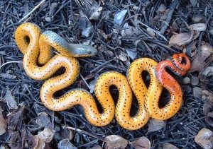 оранжевая змея