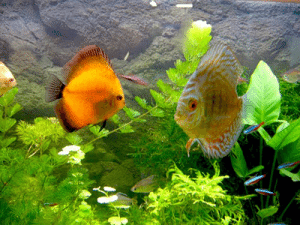 рыбки в аквариуме