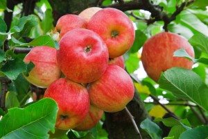 спелые яблоки