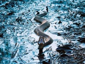 К чему снится змея в воде