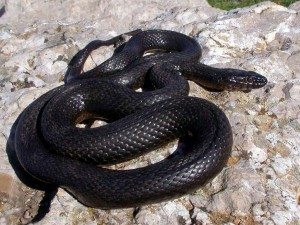 змея черная