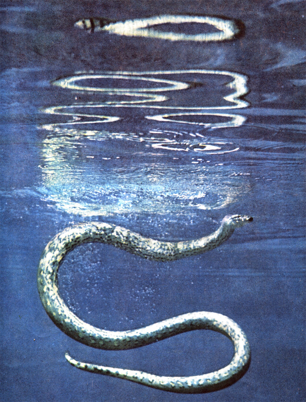 Сон белая змея к чему снится. Речные змеи. Водяная змея. Плавучие змеи. Змея плавает.