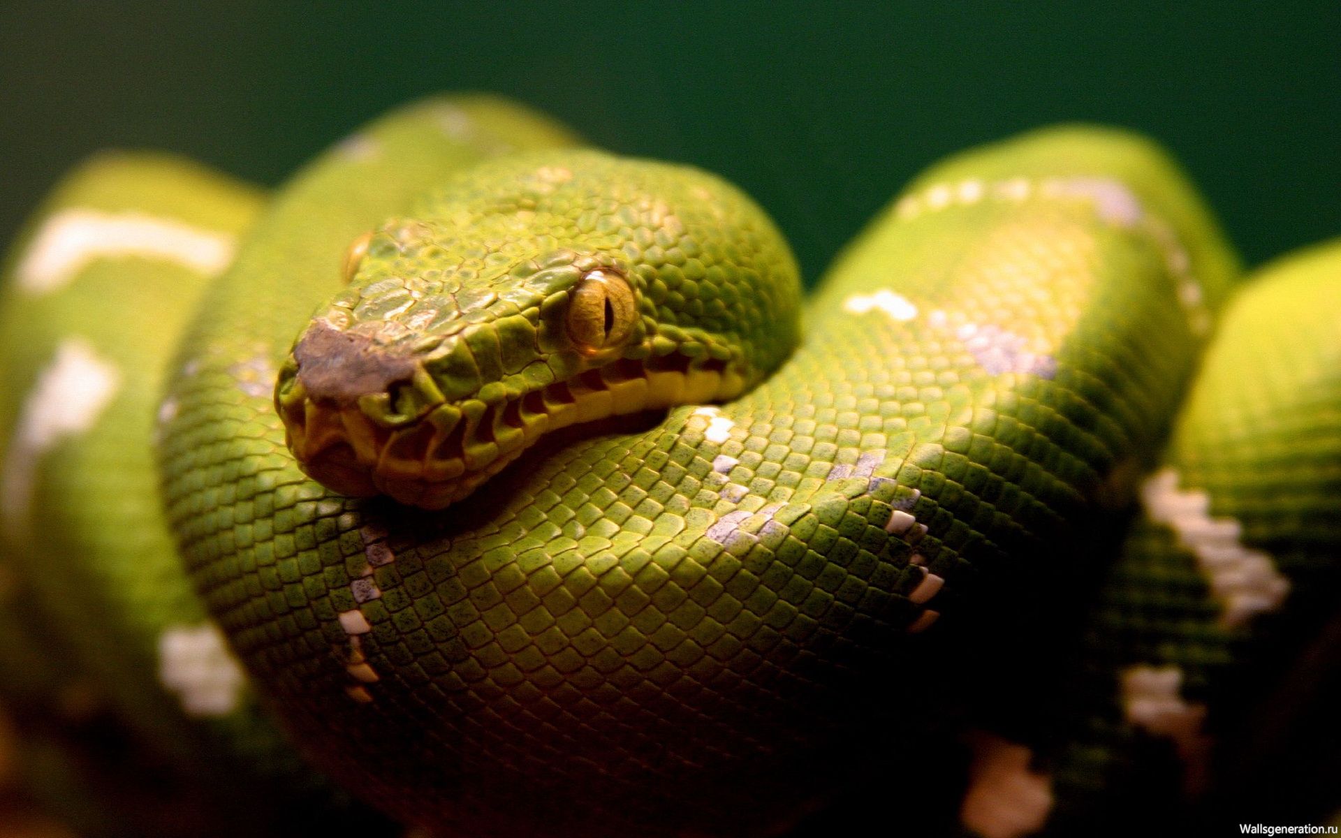 Про змеиный. Змея Аспид зеленый. Питон змея. Грин Снейк.