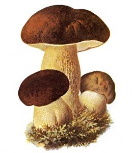боровик белый гриб