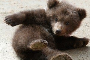 К чему снится медвежонок добрый
