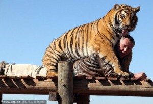 человек и тигр