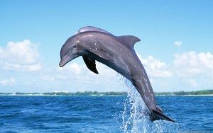 дельфин из воды