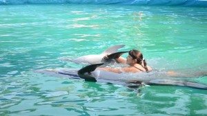 купаться с дельфинами