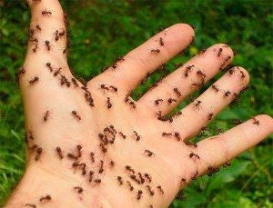 много муравьев