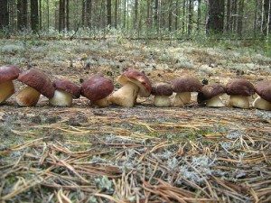 поляна грибов