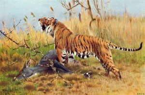 тигр с добычей