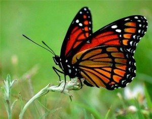 Бабочка в траве