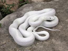 змея белого цвета