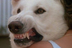 К чему снится белая собака которая нападает