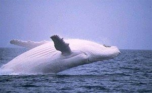 белый кит