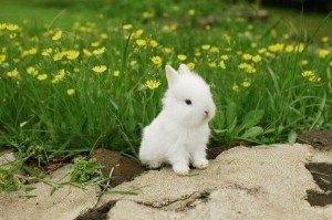 маленький кролик