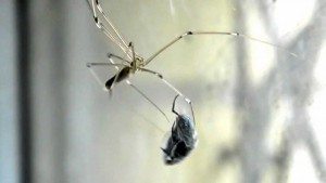 муха в паутине
