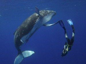 плавать с китом