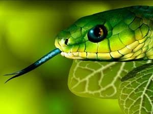 К чему снится змея зеленая