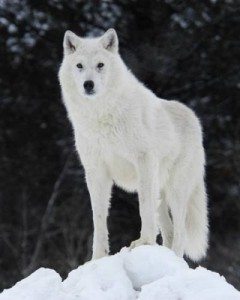 белая волчица