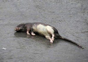 убитая крыса