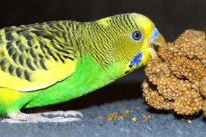 кормить попугая
