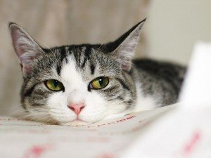 Почему снится умершая кошка