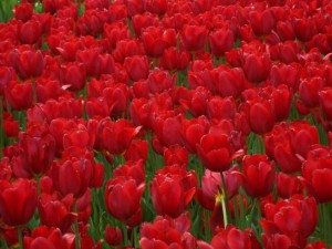 поле красных тюльпанов