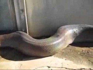 толстая змея