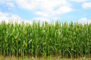 поле кукурузы
