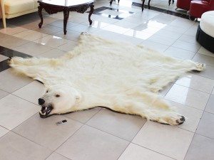 шкура белого медведя
