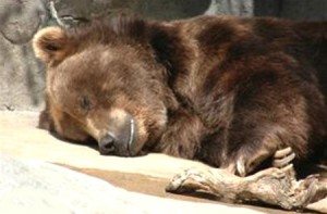 медведь спит