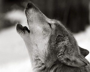 вой волчицы