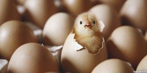 цыпленок в яйце