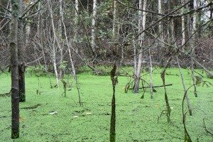 зеленое болото