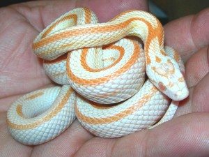 белая змея
