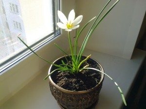 белый цветок на окне