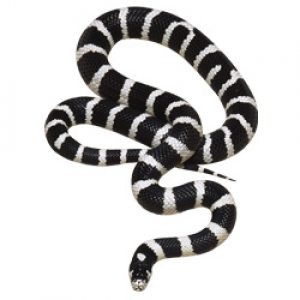черно-белая змея