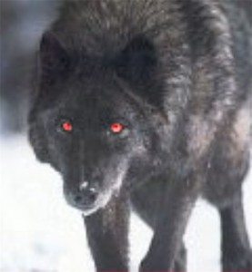 волк черного цвета