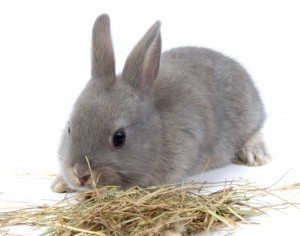кролик и сено