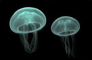 медузы в воде