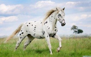 светлая лошадь