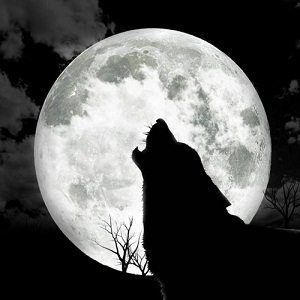 волк воет на луну