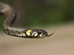 змея с языком