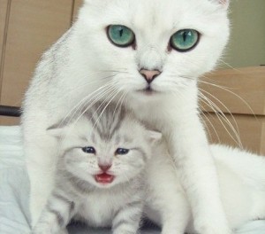 белая кошка и котята
