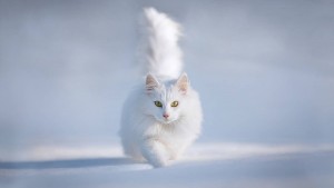 белая пушистая кошка