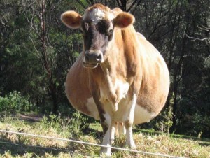 беременная корова