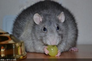 толстая крыса