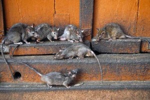 К чему снится крыса большая